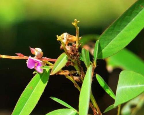 跳舞草种子的种植方法（详细介绍跳舞草种子的萌芽、生长、繁殖方法）