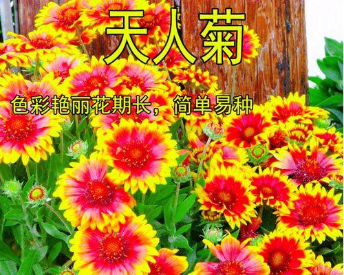 菊花的种子在哪里？（探秘菊花的繁殖之路，）