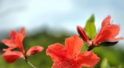 杜鹃花——多姿多彩的春季花卉（春季花海中的绝色美景，让我们一起来了解这位“花中皇后”）