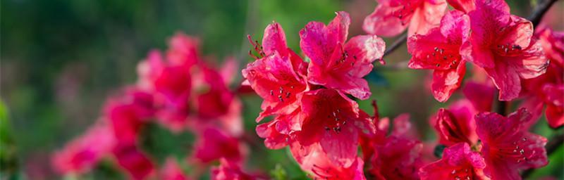 杜鹃花——多姿多彩的春季花卉（春季花海中的绝色美景，让我们一起来了解这位“花中皇后”）