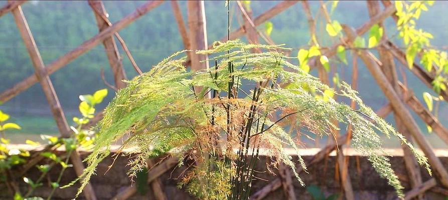 冬季文竹养护指南（文竹养护技巧，让它度过严寒季节）