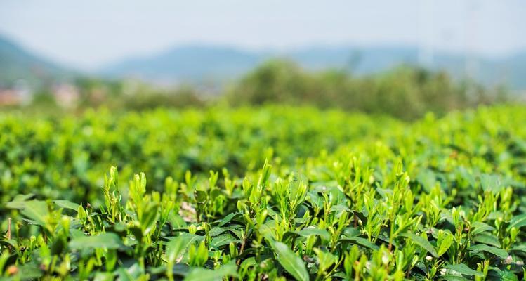 茶叶种植全攻略（掌握这些技巧，让你种出优质茶叶！）