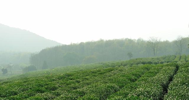 茶叶种植全攻略（掌握这些技巧，让你种出优质茶叶！）