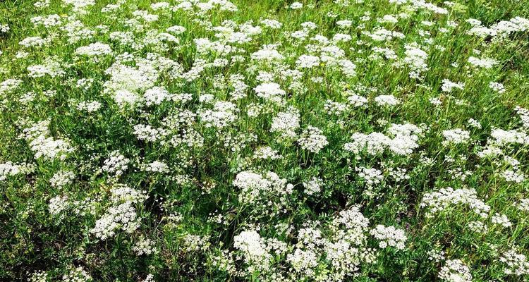 白芷种植方法（从选地到收获，白芷种植全流程详解）