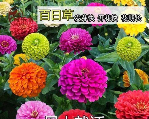 如何正确播种百日草花种子（从选购到种植，教你打造美丽花园）