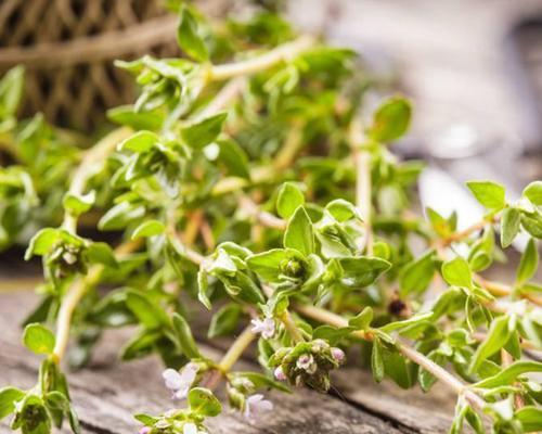 百里香种植指南（一步步学习如何成功种植百里香）