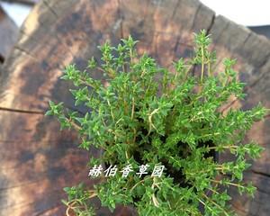 百里香种植指南（一步步学习如何成功种植百里香）