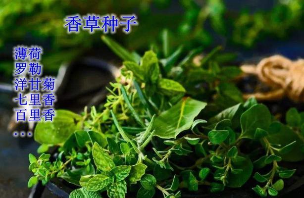 百里香种植指南（一步步学习如何成功种植百里香）