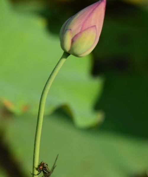 荷花几月发芽？（探寻荷花开花季节的神秘规律）