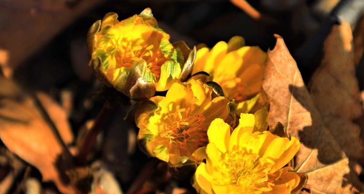 冰凌花的美丽寓意（寓意深刻、花朵娇艳，品味人生之美）