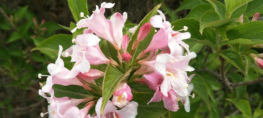 四月花开，繁花似锦（春日里的色彩盛宴）