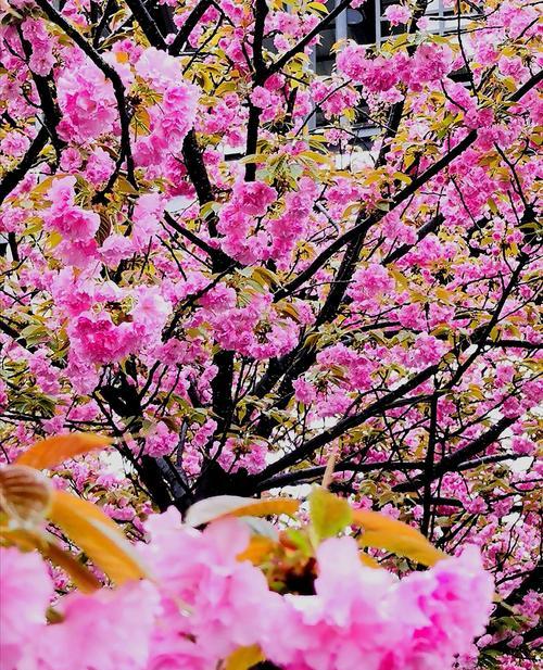 四月花开，繁花似锦（春日里的色彩盛宴）