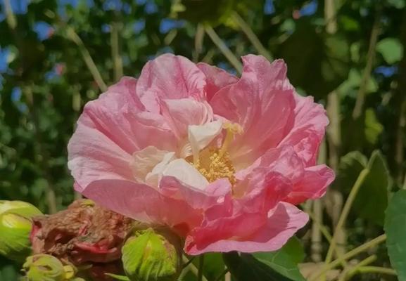 芙蓉花花期过后的护理方法（如何让芙蓉花长得更好？）