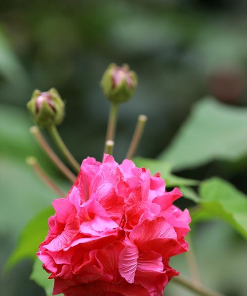 芙蓉花花期过后的护理方法（如何让芙蓉花长得更好？）