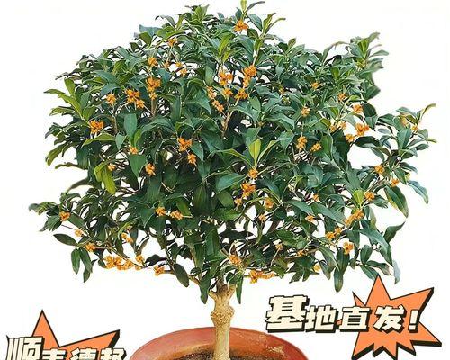 夏季如何养护桂花树？（如何使桂花树在夏季茁壮成长）