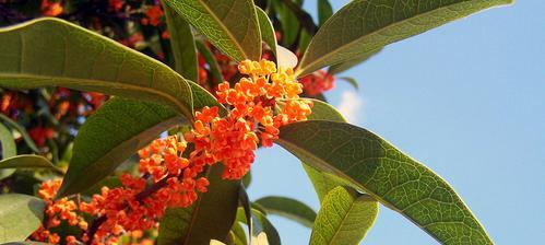 夏季如何养护桂花树？（如何使桂花树在夏季茁壮成长）