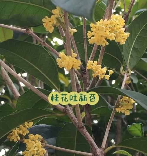 探寻最香的桂花品种（品味香气的秘密与美妙）