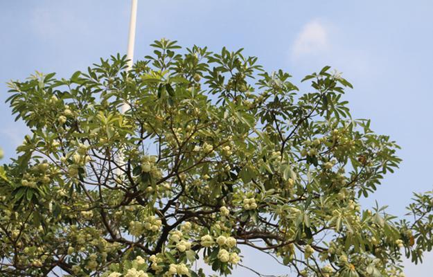 盆架子树开花时间及花期（了解盆架子树开花时间，把握观赏时机）