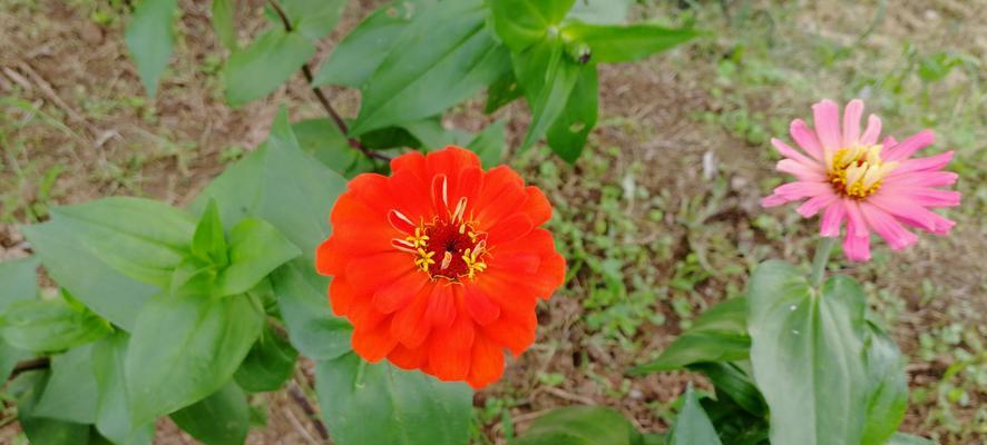 草本花卉种类大全（探究丰富多彩的草本花卉世界）