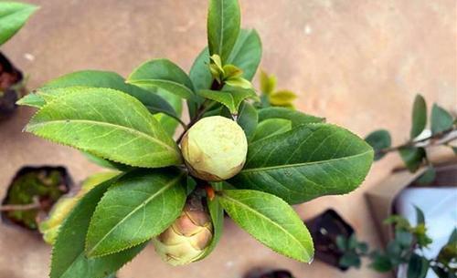 茶花孕蕾期管理指南（打造优美茶园，从孕蕾期开始）