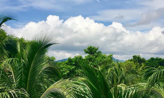 全球珍贵树种排名大全（探索珍稀植被的世界奇观）