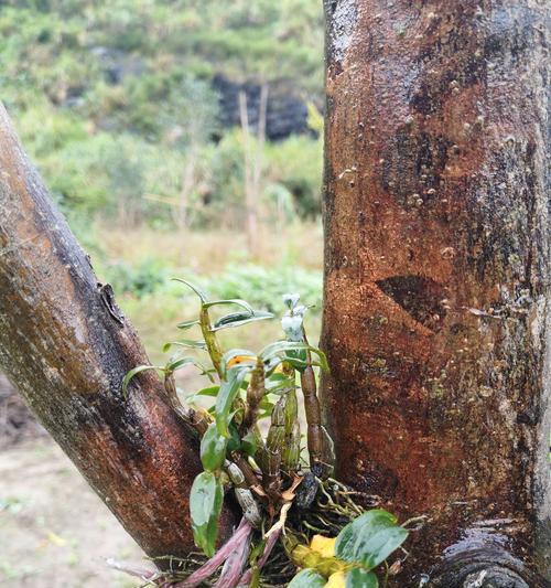 铁皮石斛种植全指南（从选地到收获，一步步教你种植铁皮石斛）