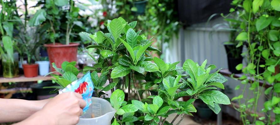 栀子花的开花时间（探究栀子花的开花特点及因素）