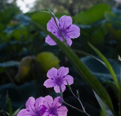 翠芦莉养殖技巧详解（从选苗到收成，一步步教你成为翠芦莉种植专家）