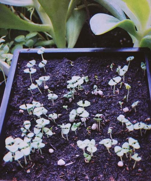 薰衣草草籽的种植与养护（掌握种植技巧，打造美丽庭院）