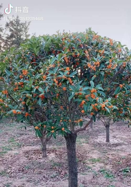 如何在自家院子里种植桂花树（选择合适的品种、土壤和位置）