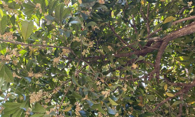 如何在自家院子里种植桂花树（选择合适的品种、土壤和位置）