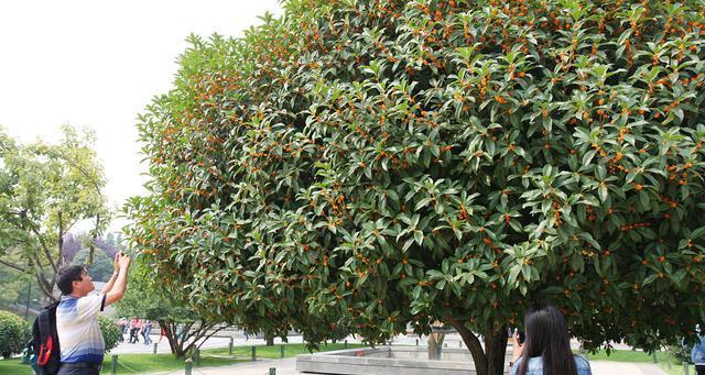 如何在自家院子里种植桂花树（选择合适的品种、土壤和位置）