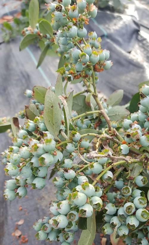 如何成功种植蓝莓？（从选地到收获全面解析，蓝莓种植教程）