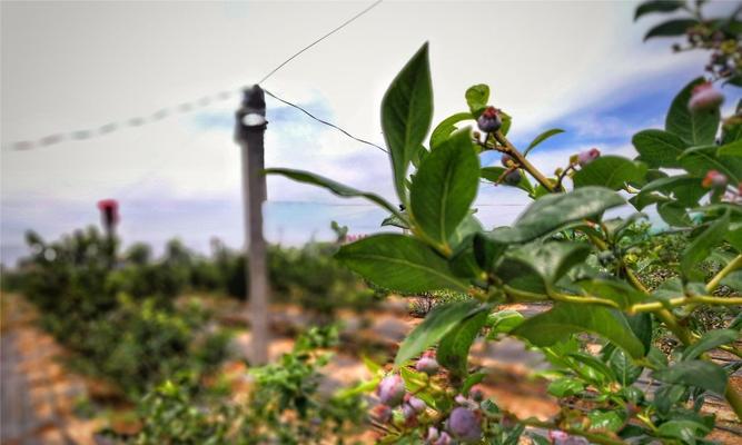 如何成功种植蓝莓？（从选地到收获全面解析，蓝莓种植教程）