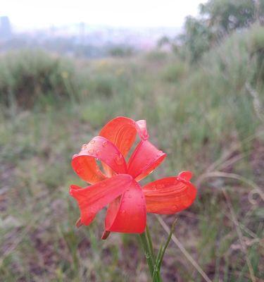 山丹花的寓意与象征——生命的坚韧与美丽（山丹花的生命之花）