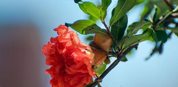 石榴花在生肖中的象征意义（探索石榴花在不同生肖中的寓意与象征）