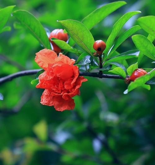 石榴花在生肖中的象征意义（探索石榴花在不同生肖中的寓意与象征）