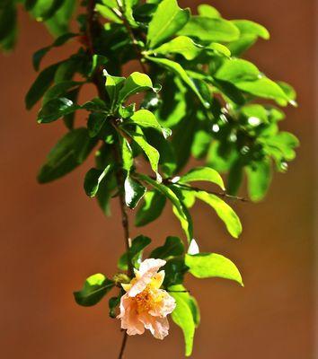 石榴花开花语与寓意（探寻石榴花的神秘之美）