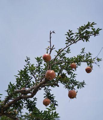 石榴树的象征意义（揭示石榴树的文化内涵与美好寓意）