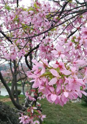 花语中的诚信之道（以百合花为代表的纯洁与正直）