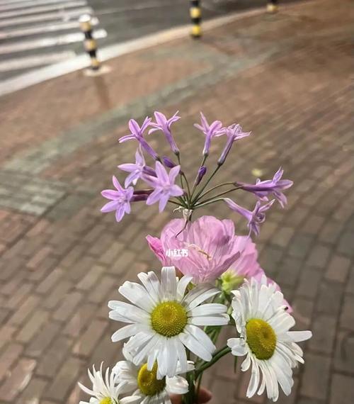 花开单身，美丽自在（用花朵代表单身的美好，告别陈旧观念）