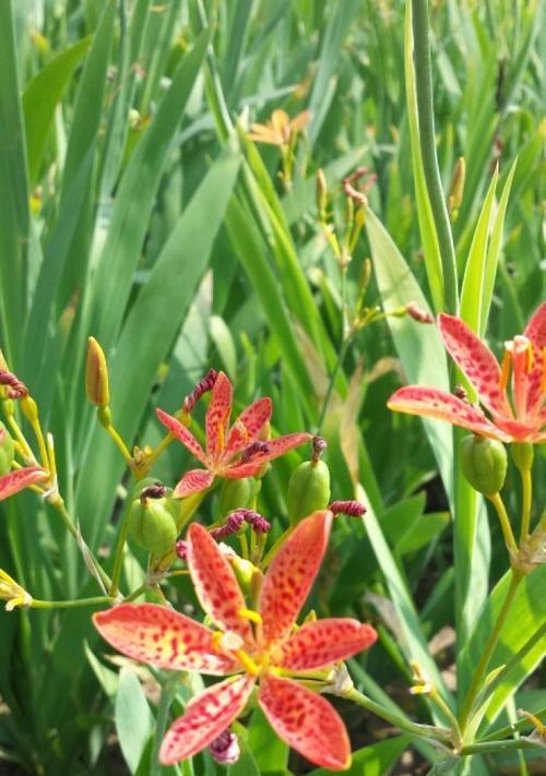 和平之花（传递和平的芬芳）