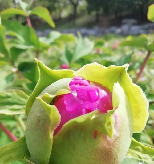 花开吉祥，好运随行（以什么花代表吉祥好运）