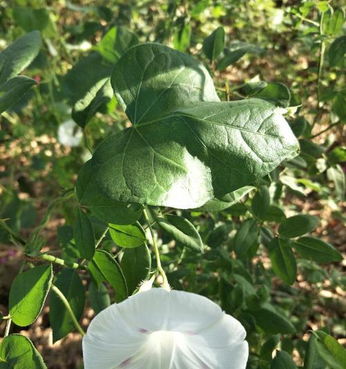 以白莲花代表救赎的力量（唤醒内心的救赎之火）