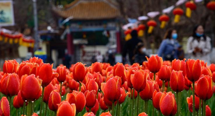 花朵的祝福（探寻花卉中的平安寓意，让花朵为我们带来平安和幸福）