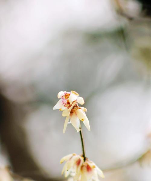 花朵的祝福（探寻花卉中的平安寓意，让花朵为我们带来平安和幸福）