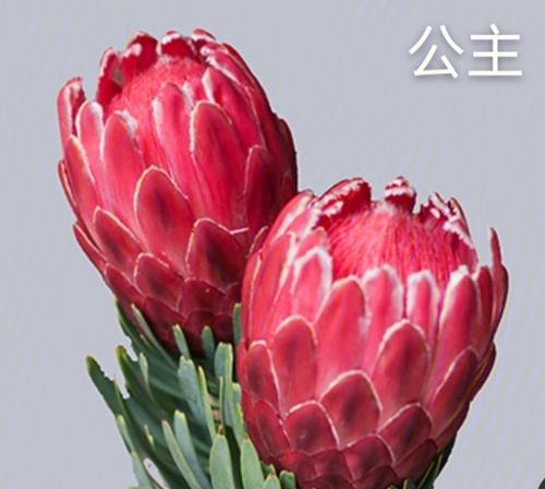 胜利之花（探索花卉世界中的胜利象征及其意义）