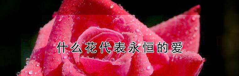 以百合花代表永恒的爱（百合花的象征意义及与永恒爱的关联）