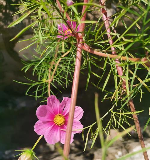 以百合花代表重新开始（百合花的象征意义和重启人生的启示）