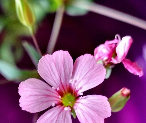 暗恋花语揭秘——以玫瑰花为主题的浪漫之情（用花语传达心意，暗恋之情深藏心底）